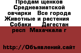 Продам щенков Среднеазиатской овчарки - Все города Животные и растения » Собаки   . Дагестан респ.,Махачкала г.